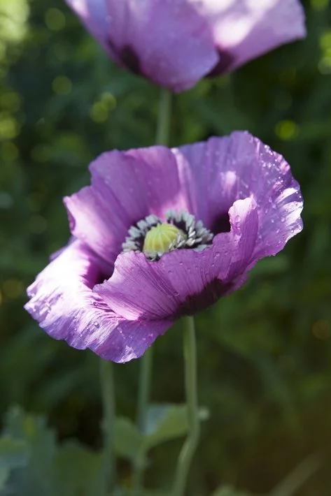 Fondation Claude Monet à Giverny et jardins