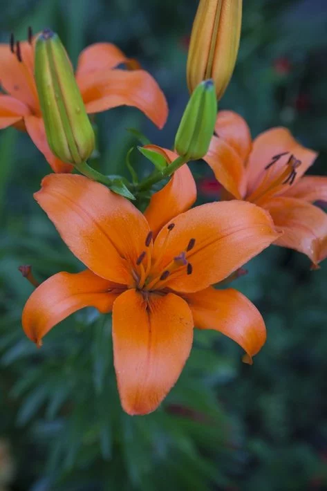 Fondation Claude Monet à Giverny et jardins