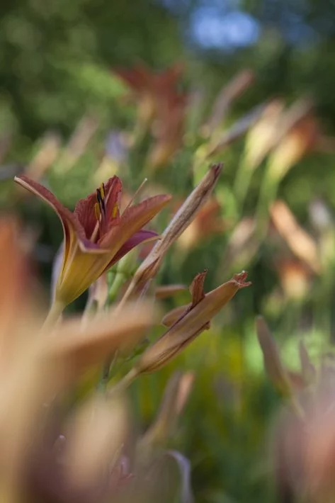 Fondation Claude Monet à Giverny et jardins