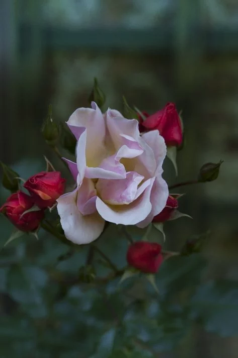 les jardins de Bagatelle, roses