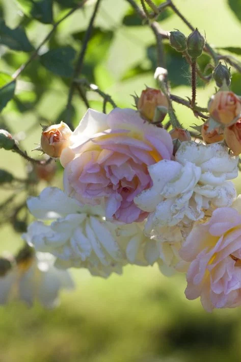 les jardins de Bagatelle, roses