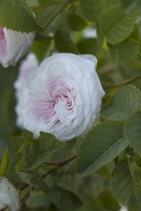 les jardins de Bagatelle, roses