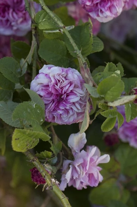 les jardins de Bagatelle, roses