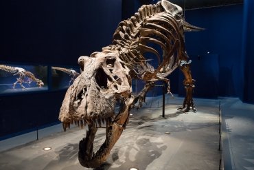 Un T.Rex à Paris