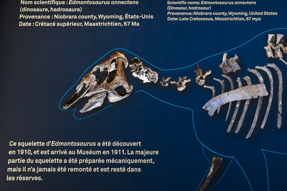 Un T.Rex à Paris