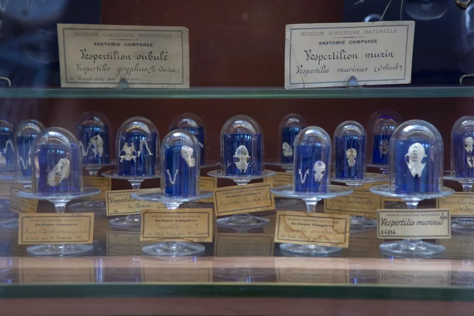 cette galerie du Muséum d'histoire naturelle à Paris.