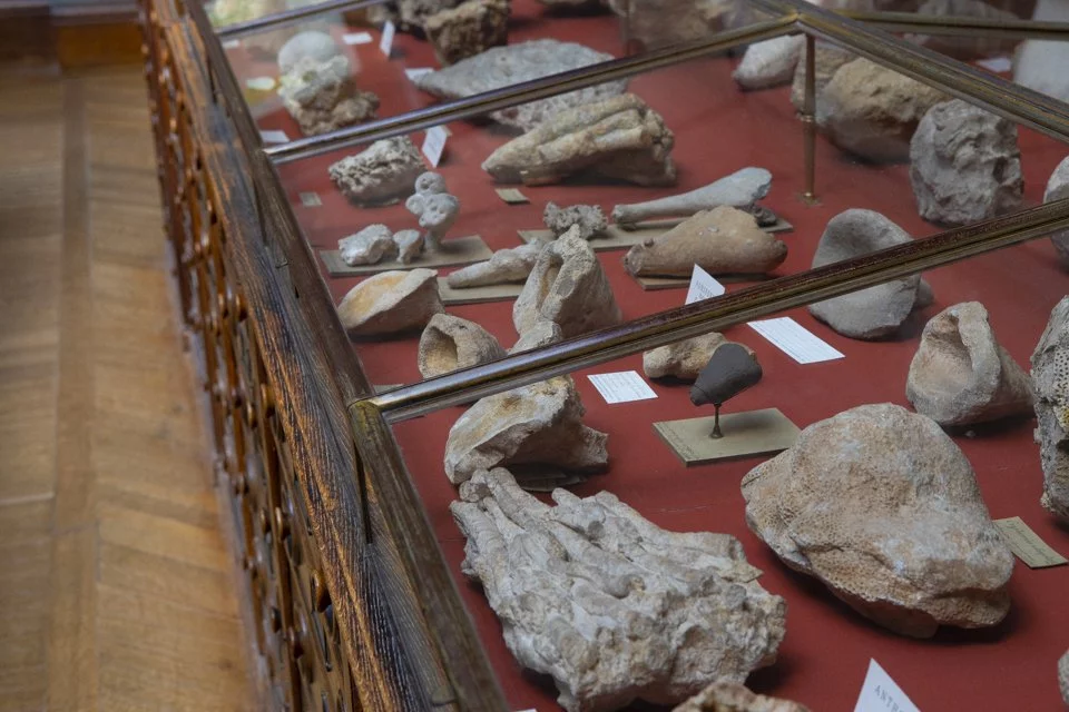 cette galerie du Muséum d'histoire naturelle à Paris.