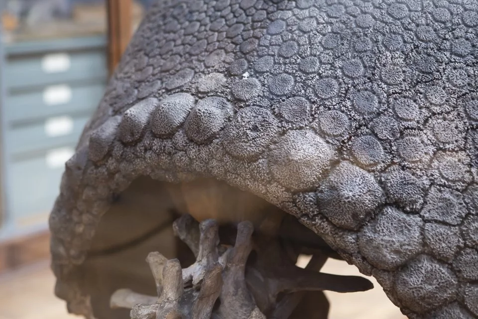 cette galerie du Muséum d'histoire naturelle à Paris.