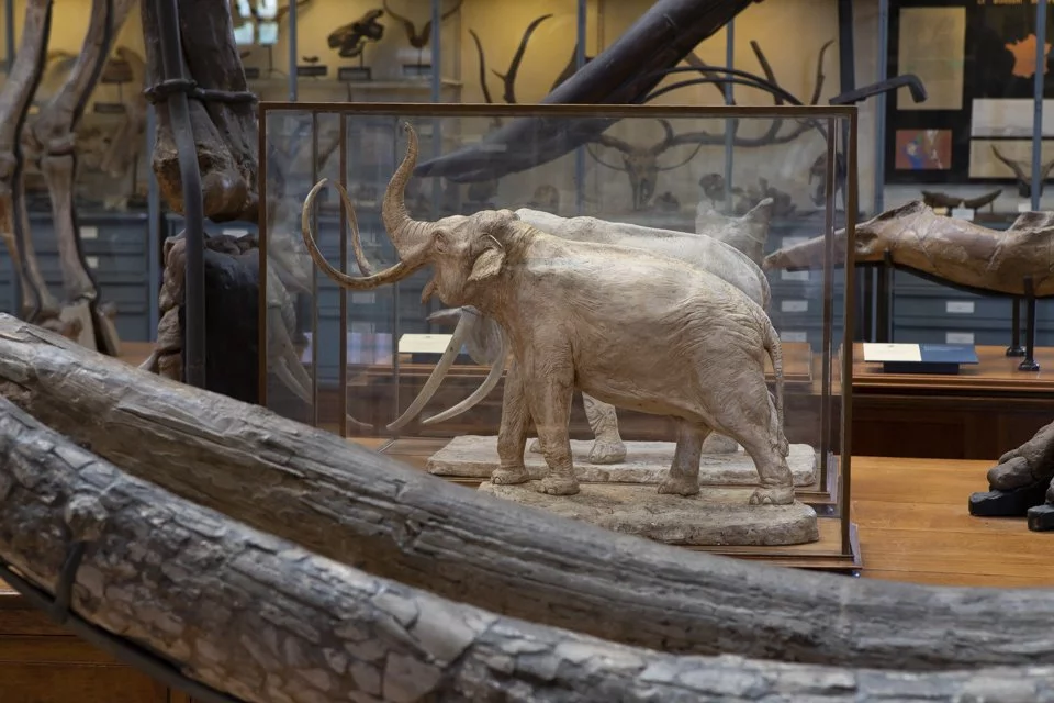 cette galerie du Muséum d'histoire naturelle à Paris.