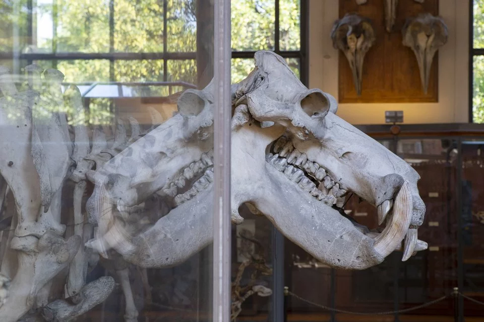 cette galerie du Muséum d'histoire naturelle à Paris.