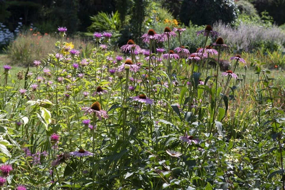 jardins des plantes à Paris