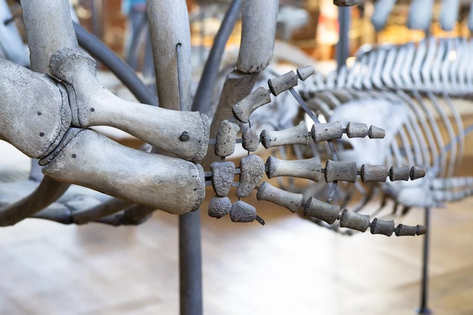 cette galerie du Muséum d'histoire naturelle à Paris.