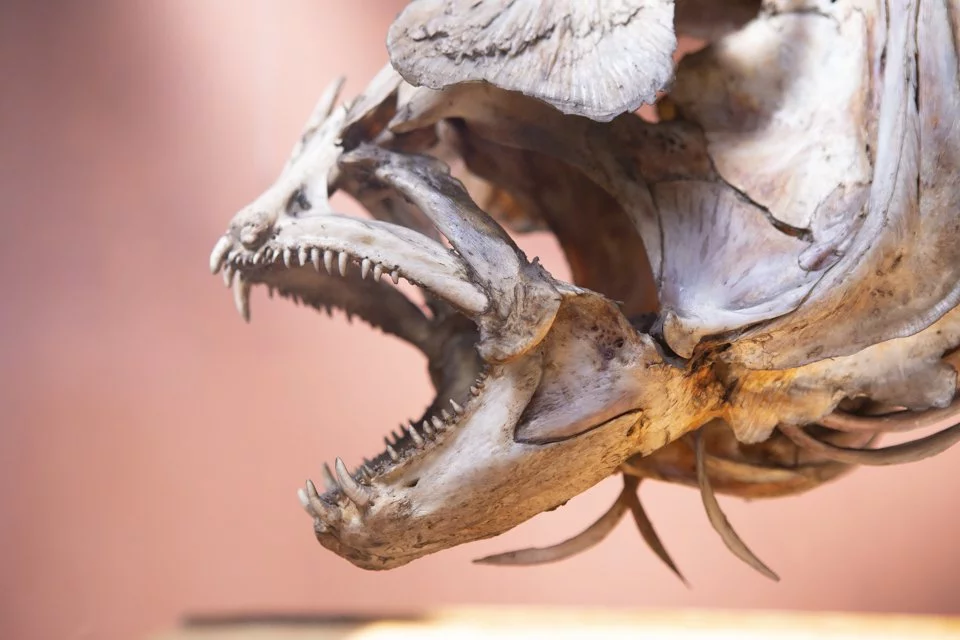 cette galerie du Muséum d'histoire naturelle à Paris.