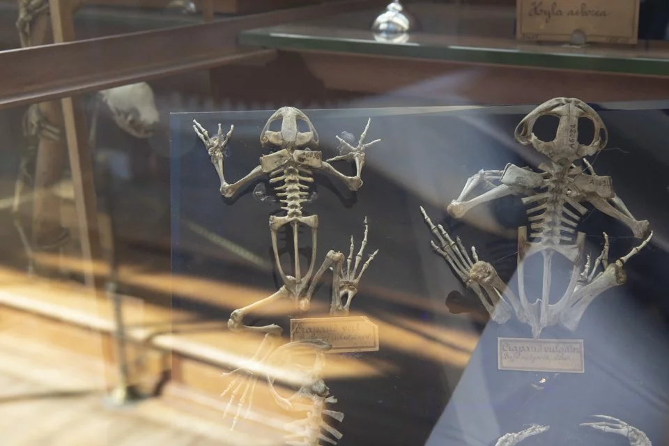 cette galerie du Muséum d'histoire naturelle à Paris.