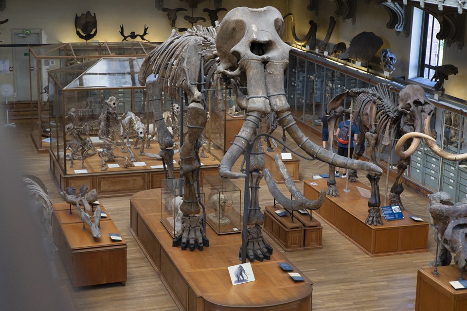 cette galerie du Muséum d'histoire naturelle à Paris.