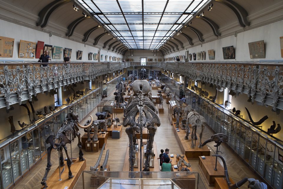 cette galerie du Muséum d'histoire naturelle à Paris.