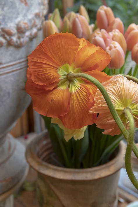 fleuriste-stanislas-draber-4
