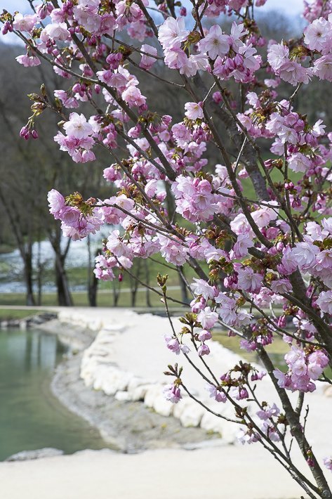 hanami-cerisiers-du-japon-2