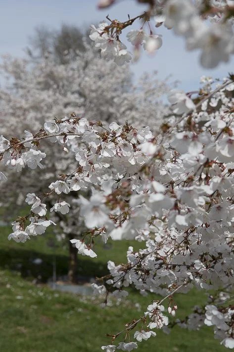 hanami-cerisiers-du-japon-3