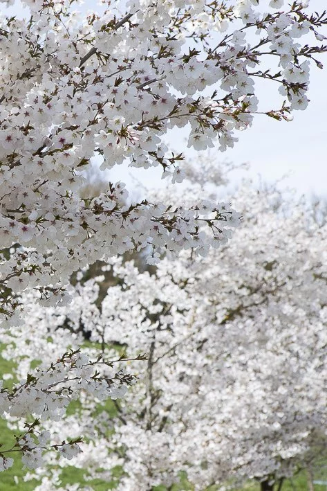 hanami-cerisiers-du-japon-4