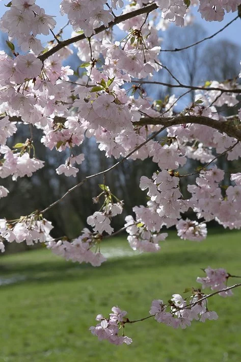 hanami-cerisiers-du-japon-6