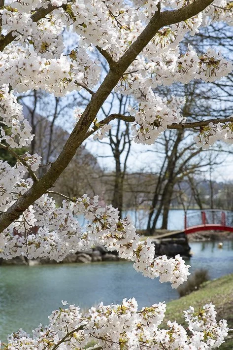 hanami-cerisiers-du-japon-7