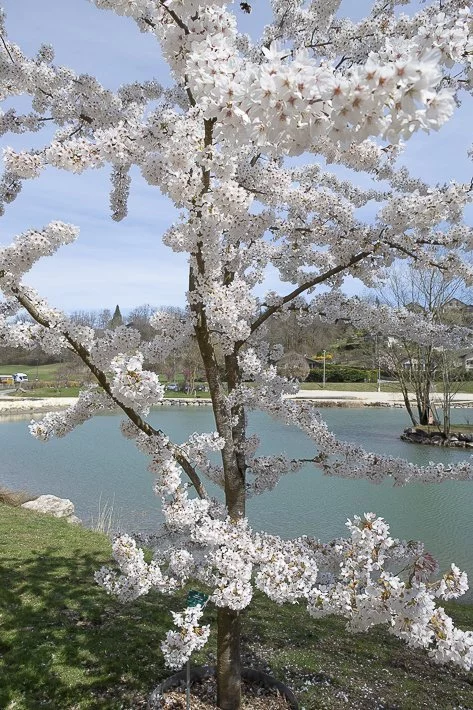 hanami-cerisiers-du-japon-8