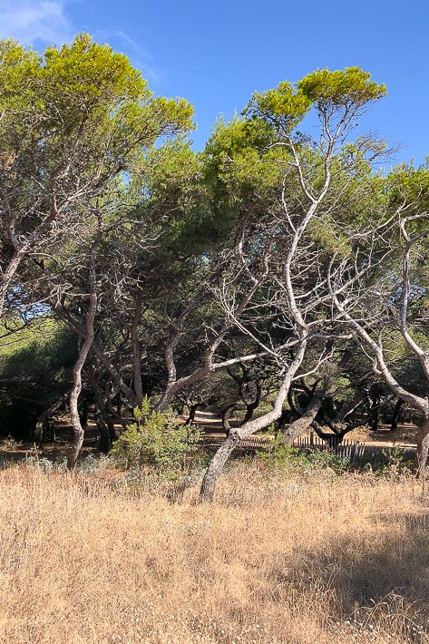 arbres