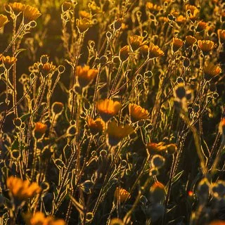 champs de fleurs