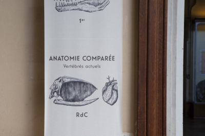 galerie de paléontologie à Paris galerie de paléontologie à Paris